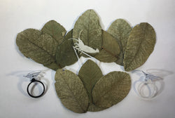 Tantora Organic Guava Leaf