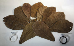 Tantora Catappa Leaves